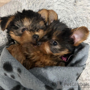 Foto №1. yorkshire terrier - zum Verkauf in der Stadt Rovaniemen maalaiskunta Meltaus | 480€ | Ankündigung № 116166