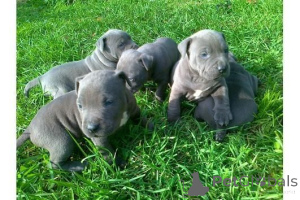 Foto №1. american pit bull terrier - zum Verkauf in der Stadt Keimung | 350€ | Ankündigung № 147611