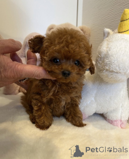 Foto №1. pudel (toy) - zum Verkauf in der Stadt Berlin | verhandelt | Ankündigung № 155516