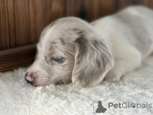 Foto №4. Ich werde verkaufen dackel in der Stadt Ohio. züchter - preis - verhandelt