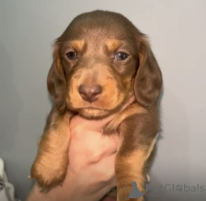 Foto №3. Miniaturdackel Bereit für Valentinstag. Deutschland