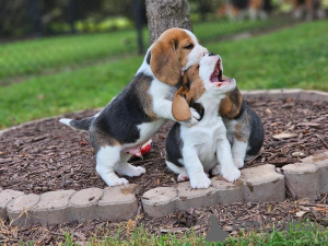 Zusätzliche Fotos: Beagle-Welpen zur Adoption