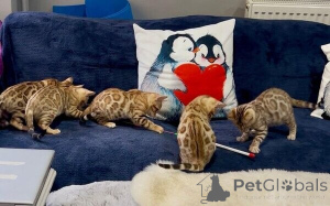 Foto №1. bengal katzenrasse - zum Verkauf in der Stadt Beiersdorf | 350€ | Ankündigung № 170886