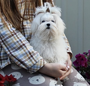 Foto №3. Mini Boy FCI. Ukraine