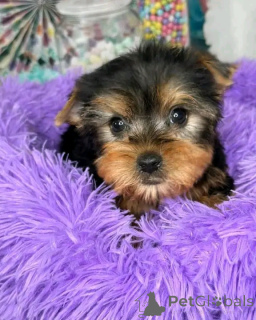 Foto №1.  - zum Verkauf in der Stadt Colorado Springs | 850€ | Ankündigung № 139118