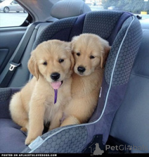 Foto №2 zu Ankündigung № 168826 zu verkaufen golden retriever - einkaufen Malta züchter