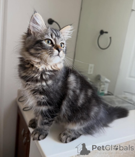 Foto №3. Luxuriöse Sibirische Katzen zum Verkauf. Verspielt, treu und außergewöhnlich. Niederlande