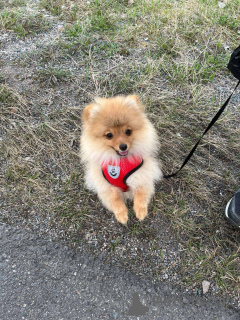 Foto №1. pommersche spitz - zum Verkauf in der Stadt Helsinki-Uusimaa | 2200€ | Ankündigung № 139687