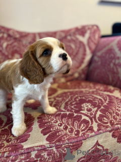 Foto №2 zu Ankündigung № 139946 zu verkaufen mischlingshund - einkaufen USA quotient 	ankündigung