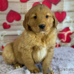 Foto №1. golden retriever - zum Verkauf in der Stadt Arizona | 388€ | Ankündigung № 164478