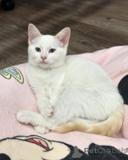 Foto №1. hauskatze - zum Verkauf in der Stadt München | 600€ | Ankündigung № 150626