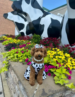 Foto №2 zu Ankündigung № 146067 zu verkaufen pudel (royal) - einkaufen Australien züchter