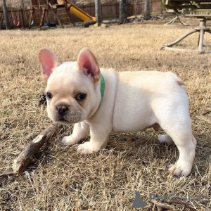 Foto №2 zu Ankündigung № 78618 zu verkaufen französische bulldogge - einkaufen Bulgarien quotient 	ankündigung