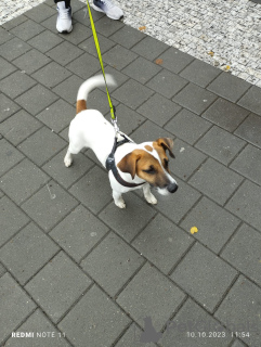 Foto №2 zu Ankündigung № 73126 zu verkaufen jack russell terrier - einkaufen Tschechische Republik quotient 	ankündigung