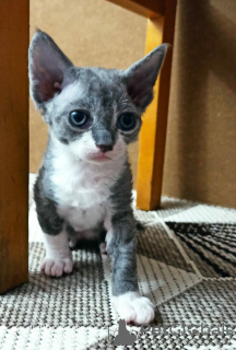 Zusätzliche Fotos: Kätzchen zu verkaufen Devon Rex.