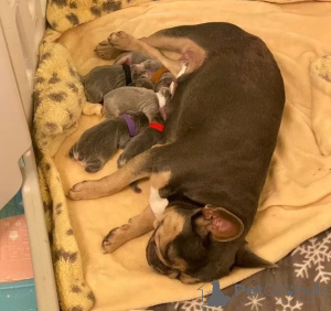 Foto №3. Entzückende französische Bulldoggenwelpen bereit für ihre für immer zuhause!. Großbritannien