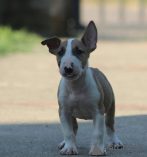 Foto №4. Ich werde verkaufen bullterrier in der Stadt Belgrad. züchter - preis - verhandelt