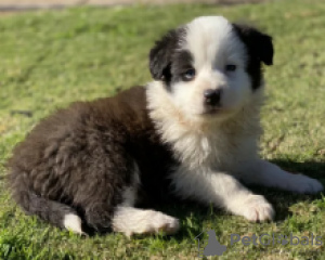 Foto №3. Reinrassige Border-Collie-Welpen verfügbar. Schweden