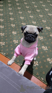 Foto №2 zu Ankündigung № 120264 zu verkaufen mops - einkaufen Kirgisistan quotient 	ankündigung