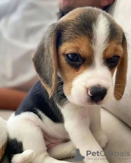 Foto №1. beagle - zum Verkauf in der Stadt Graz | verhandelt | Ankündigung № 53351