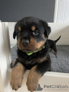 Foto №2 zu Ankündigung № 123493 zu verkaufen rottweiler - einkaufen Finnland quotient 	ankündigung, züchter