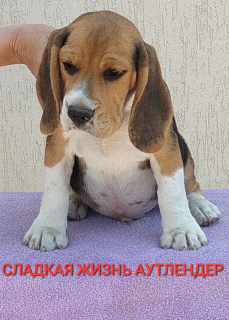 Foto №2 zu Ankündigung № 2685 zu verkaufen beagle - einkaufen Russische Föderation vom kindergarten