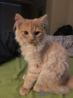 Foto №1. american wirehair - zum Verkauf in der Stadt Aizlenten | 400€ | Ankündigung № 157797