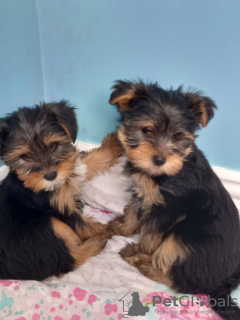 Foto №4. Ich werde verkaufen yorkshire terrier in der Stadt München. quotient 	ankündigung - preis - 246€