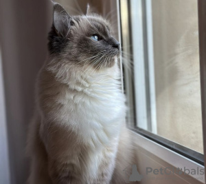 Foto №2 zu Ankündigung № 108943 zu verkaufen ragdoll-katze - einkaufen Deutschland quotient 	ankündigung, vom kindergarten, züchter