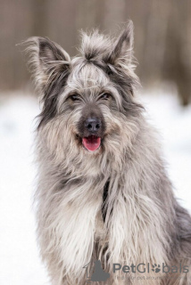 Zusätzliche Fotos: Ein wunderschöner Hund in guten Händen.