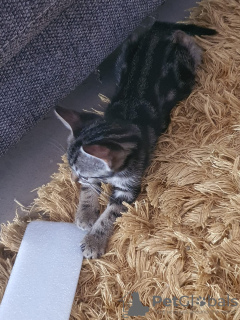 Foto №2 zu Ankündigung № 132199 zu verkaufen bengal katzenrasse - einkaufen Deutschland quotient 	ankündigung