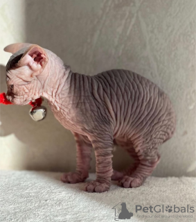 Foto №3. Se Vende Gatito Esfinge. Spanien