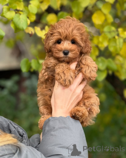 Foto №2 zu Ankündigung № 160071 zu verkaufen maltipu - einkaufen Island quotient 	ankündigung
