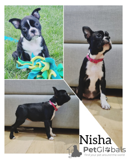 Foto №3. Boston Terrier FCI. Lettland