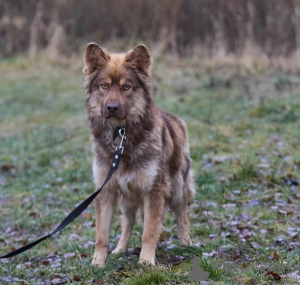 Foto №3. Welpe in guten Händen! Der hübsche und kluge Thor.. Russische Föderation