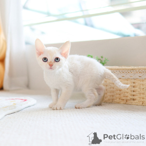 Foto №1. devon rex - zum Verkauf in der Stadt Bradford | 300€ | Ankündigung № 152257
