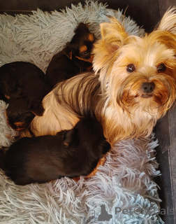 Foto №1. yorkshire terrier - zum Verkauf in der Stadt Jokne’am | 969€ | Ankündigung № 173373