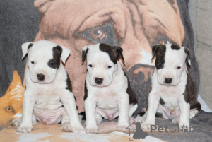 Zusätzliche Fotos: Amerikanischer Staffordshire Terrier