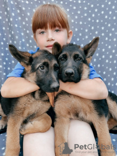 Foto №1. deutscher schäferhund - zum Verkauf in der Stadt Москва | 370€ | Ankündigung № 57264