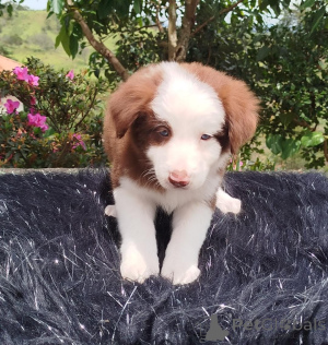 Foto №4. Ich werde verkaufen border collie in der Stadt ABERTS. quotient 	ankündigung - preis - verhandelt