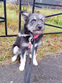 Foto №4. Ich werde verkaufen mischlingshund in der Stadt St. Petersburg. quotient 	ankündigung - preis - Frei