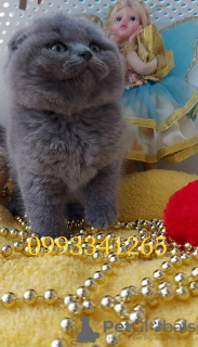 Foto №4. Ich werde verkaufen schottische faltohrkatze in der Stadt Пршибрам. züchter - preis - 10411€