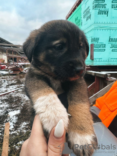 Zusätzliche Fotos: Babywelpen suchen dringend ein Zuhause!