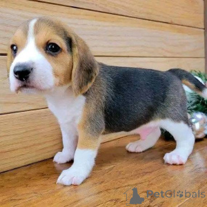 Foto №1.  - zum Verkauf in der Stadt Brentwood | verhandelt | Ankündigung № 161169