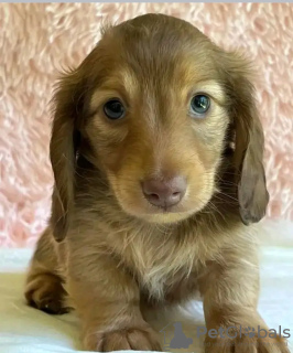 Foto №3. Toilettenausbildung Dackel. Estland