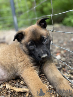 Foto №4. Ich werde verkaufen belgischer schäferhund in der Stadt Al-Abwa'. quotient 	ankündigung - preis - verhandelt