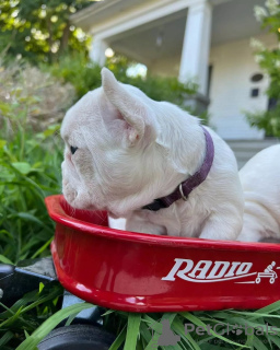 Zusätzliche Fotos: Französische Bulldogge