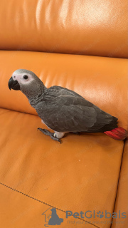 Foto №3. Loro Gris Africano. Spanien