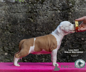 Foto №2 zu Ankündigung № 78561 zu verkaufen amerikanischer staffordshire terrier - einkaufen Montenegro züchter