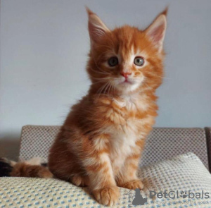 Foto №2 zu Ankündigung № 87572 zu verkaufen maine-coon-katze - einkaufen USA quotient 	ankündigung